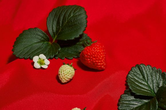 These $50 ‘strawberries’ are popping up on Michelin-starred menus